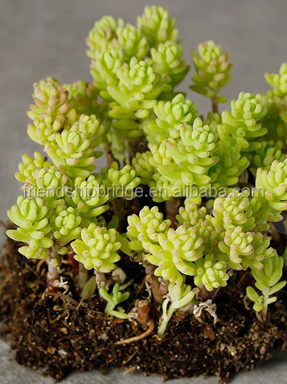 Wholesale nature plant Sedum hispanicum succulent bonsai