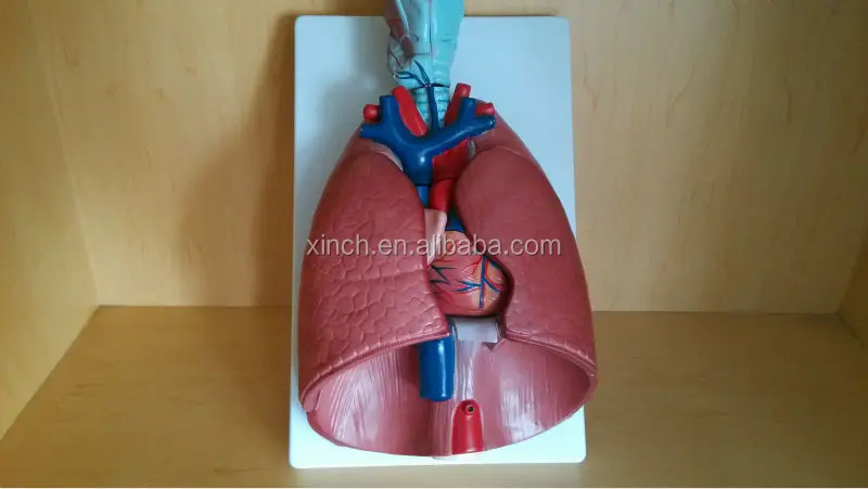 Larynx, Heart and Lung Anatomical Model