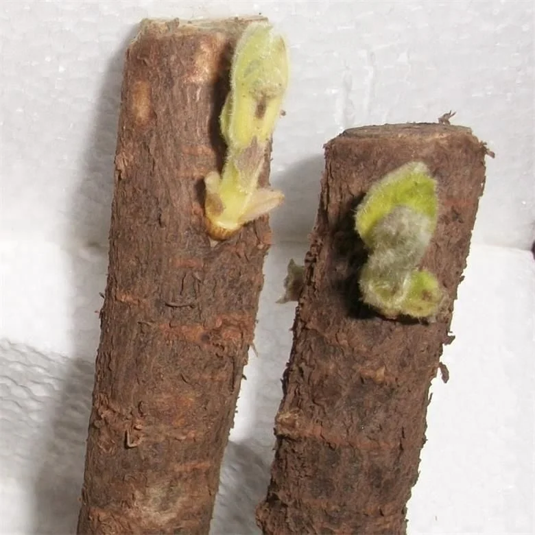 
Pao tong zhong gen cold resistant paulownia hybrid root cutting for planting 