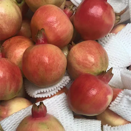 
Fresh new crop pomegranate for sale 