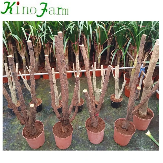 
zhangzhou kinofarm outdoor bonsai ficus lyrata tree 