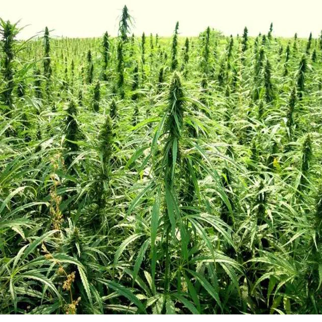 
Top quality without THC hemp CBD Oil 