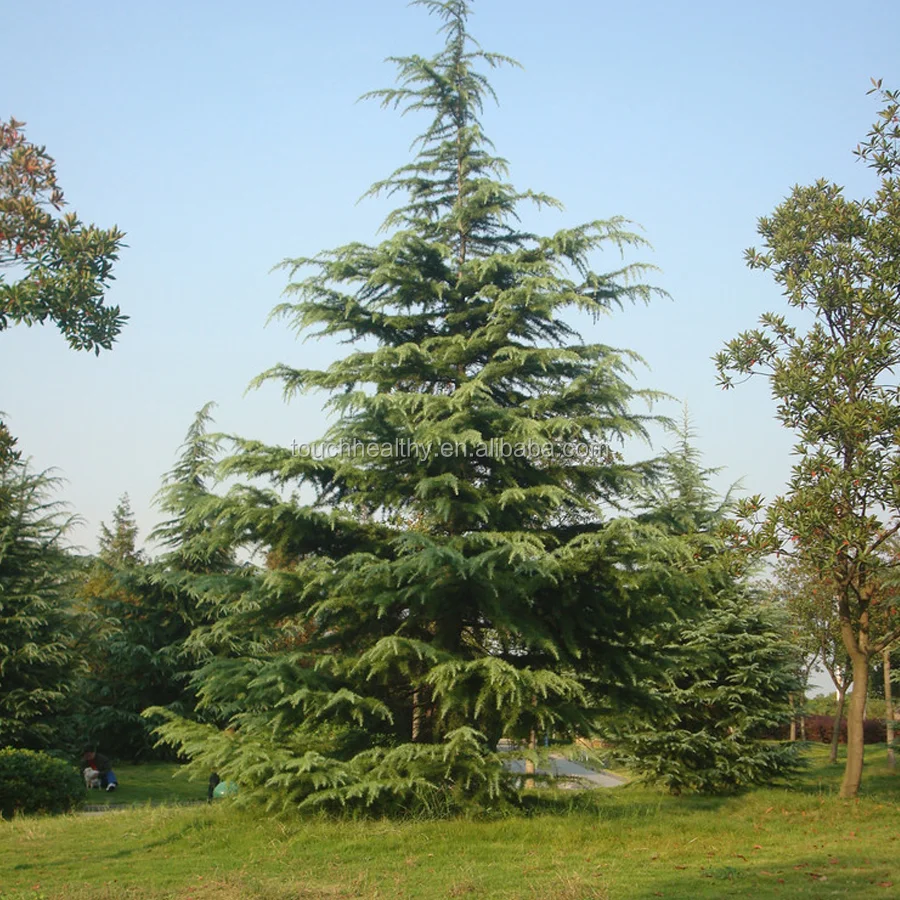 2021 семян кедрового дерева с высокой степенью прорастания