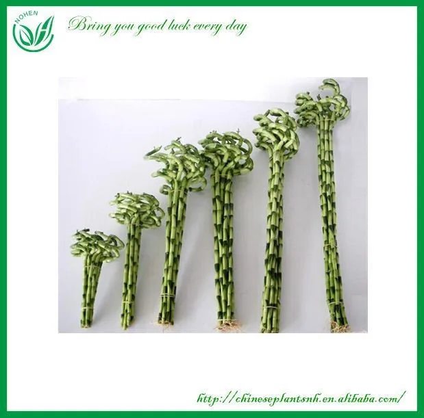 
Curl Spiral Lucky Bamboo 