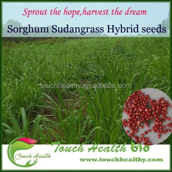 2021 Hybrid F1 Sorghum Sudan Grass Seeds