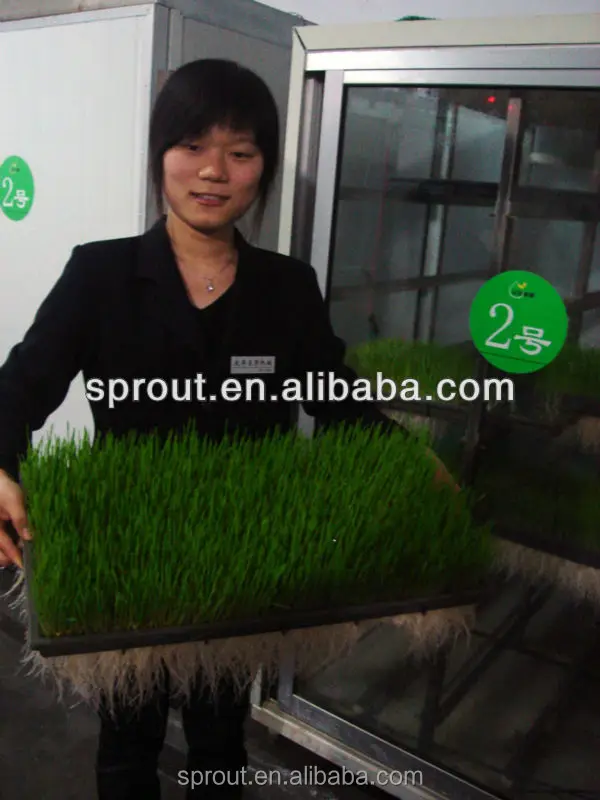 
Pea/Bean /Wheat/Barley Making Machine 