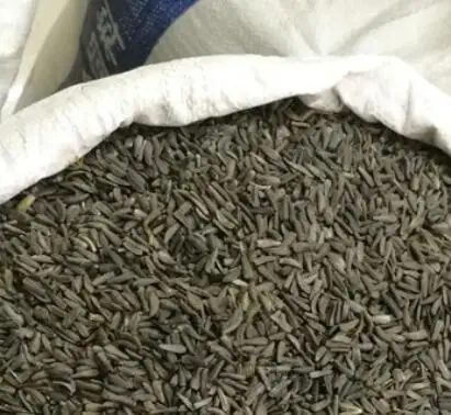 1kg natural high quality Saussurea costus seeds for cultivation