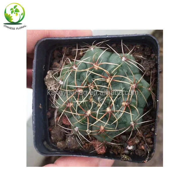  Кактус gymnocalycalcium baldianum с красными розовыми белыми и фиолетовыми