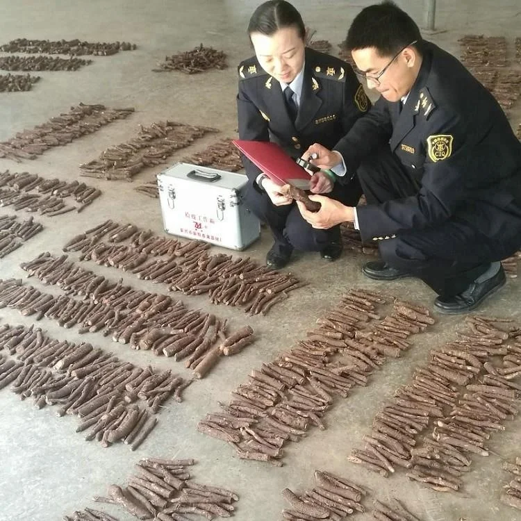 
fast grow Pao tong shantong elongata paulownia hybrid fortunei x tomentosa hybrid cut root for planting 