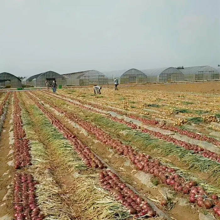 
yellow hybrid f1 onion seeds 