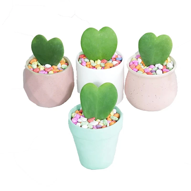 
Домашнее растение, многолетний натуральный продукт, растения-суккуленты hoya kerrii, Herba Pteridis Hypogaeae 