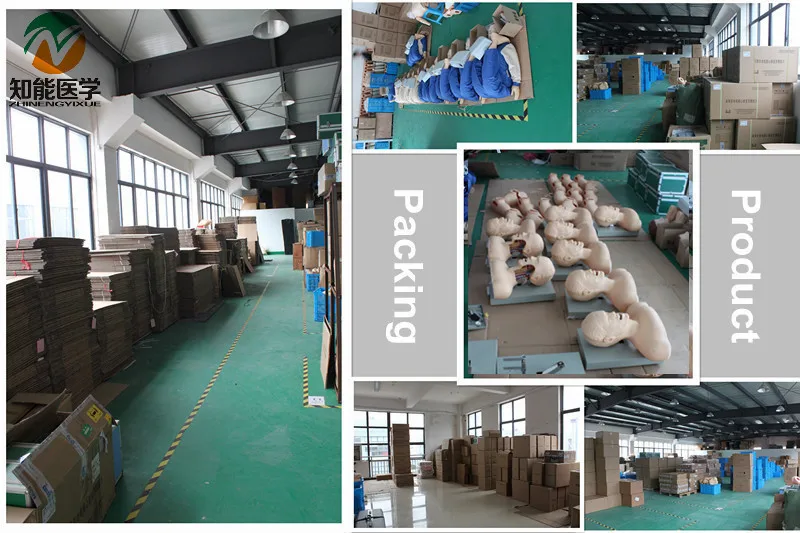 High Level Plastic Training Type Gynaecological Model