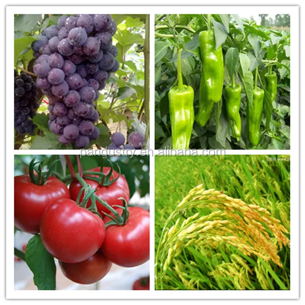 
Agrochemical Product 20%TB 10%TB GA3 Gibberellic Acid Tablet 