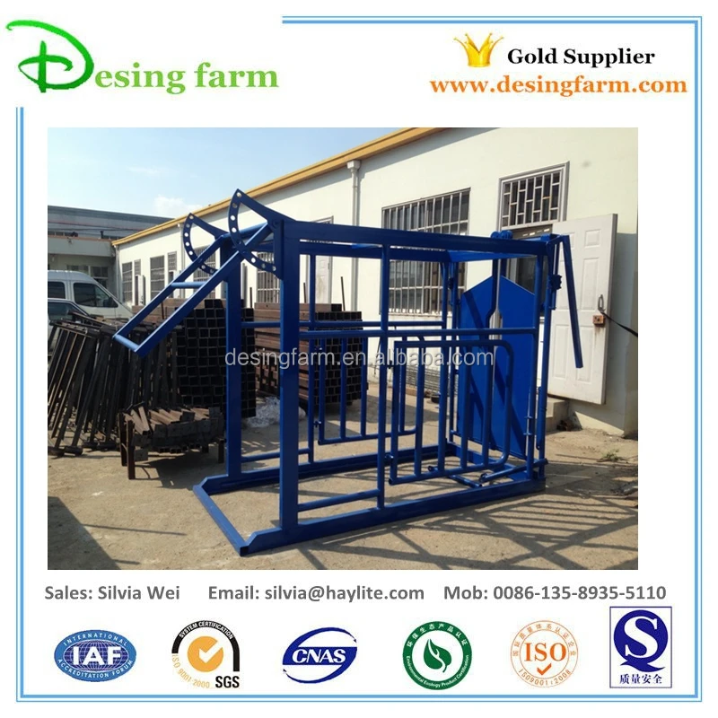 livestock equipment cattle cow dairy squeeze chute crush crate with weighing scale