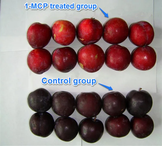Delay fruit ripening product 1 MCP 1-methylcyclopropene 1-MCP 3.5%WP Sachet 1-MCP Price