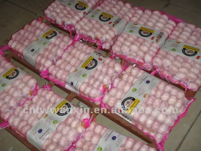 
chinese fresh garlic to Algeria market 