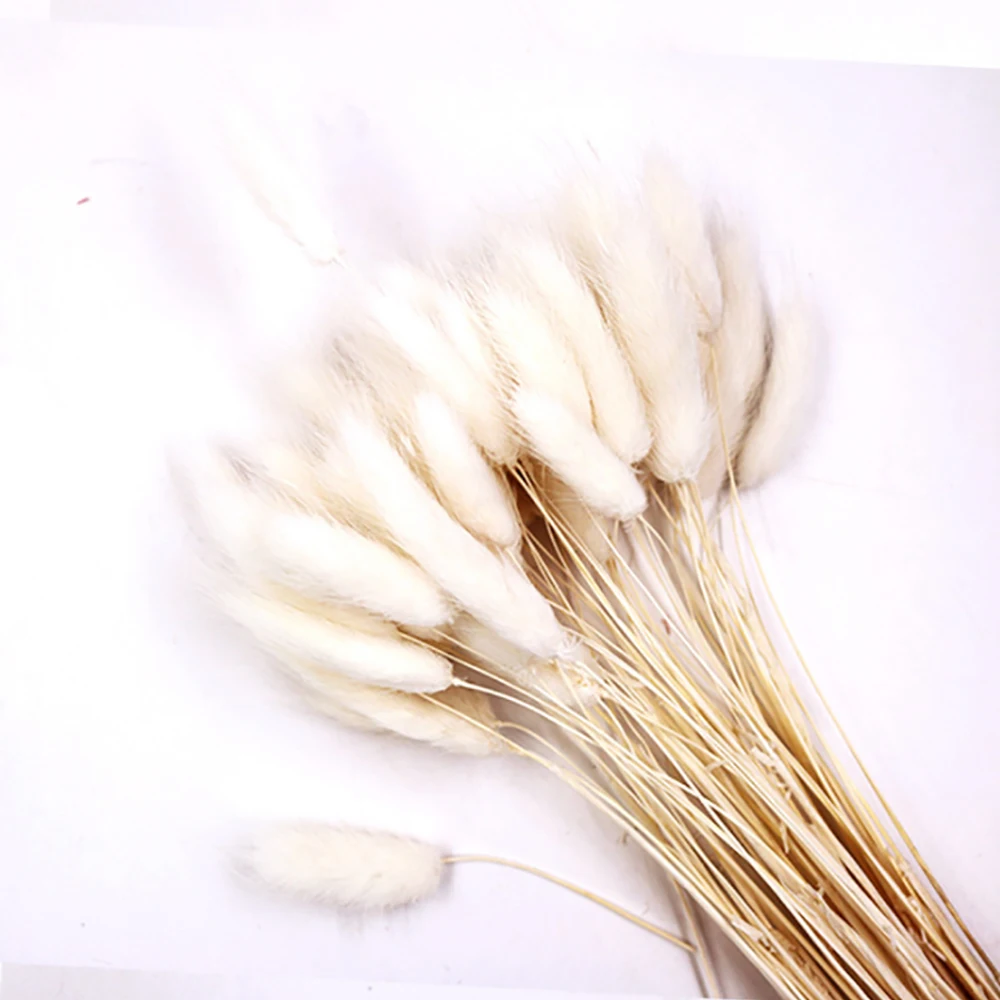 
Wholesale immortal grass immortal flower uraria crinita for home decoration 