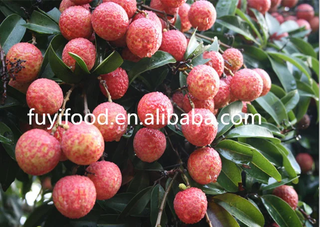 SEASONAL CHINESE FRESH LYCHEE/Sinolychee group Litchi/China lychee