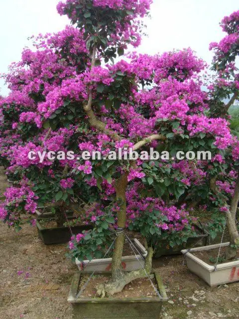 
Bougainvillea glabra 