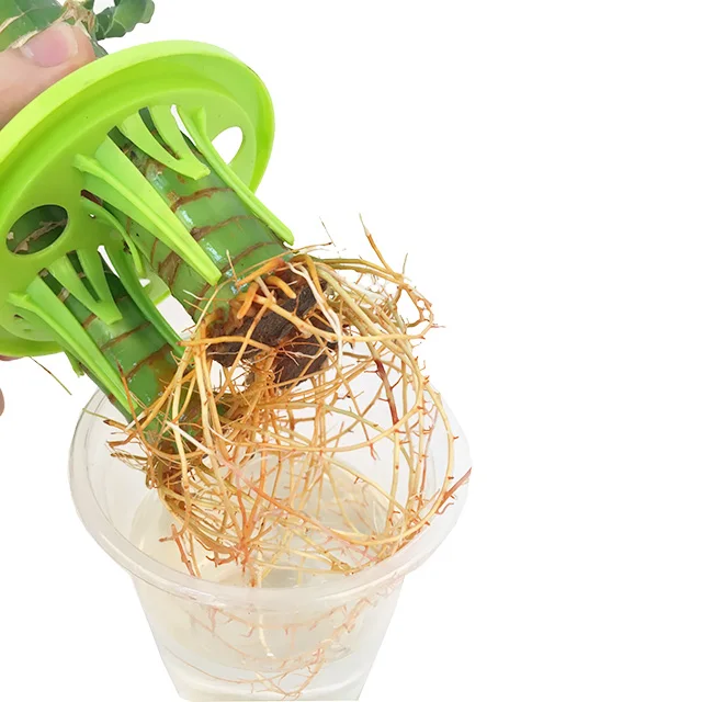 
Professional dracaena sanderiana Lotus Lucky Bamboo 