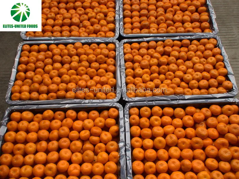 Wholesale new harvest fresh citrus sweet mandarin oranges