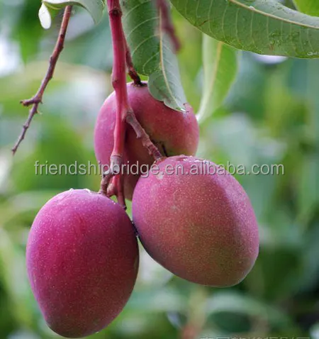 
Keitt Mango Fruit saplings 