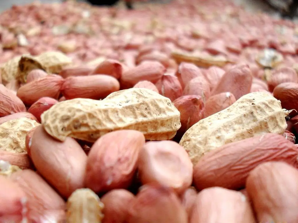 High Yield Jumbo Peanut Seeds For Growing