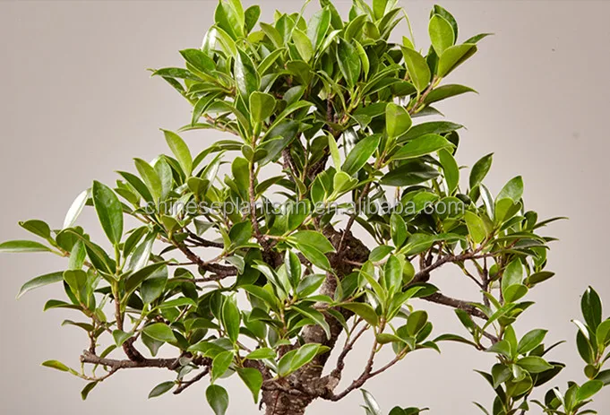 
Ficus microcarpa mini bonsai bonsai trees ficus bonsai s shape live plant indoor plant 