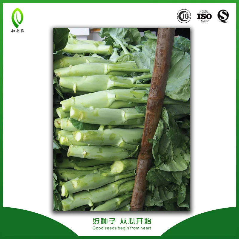 
Chinese vegetable Gai Lan white flowering broccoli seeds 