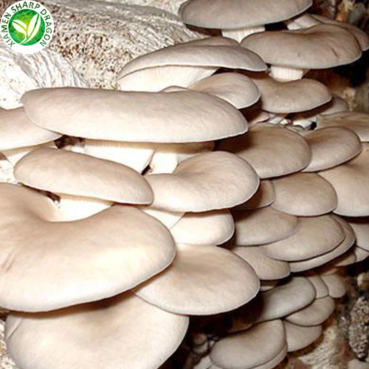 
new crop IQF fresh Frozen Oyster Mushroom cube 