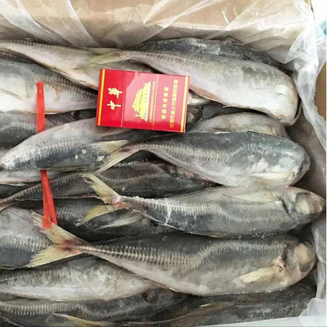 Frozen Horse Mackerel, Pacific Mackerel, Tuna, Trout, Bonito, Tilapia, Squid, Salmon fish