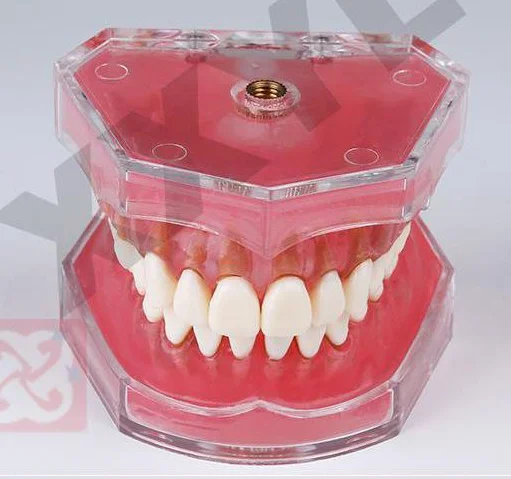Extractable teeth model demonstrate tooth structure anatomy practice model with soft silicone gum adult