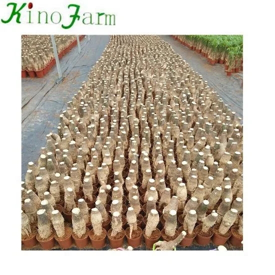 Wholesale Mini Indoor Plants Money Tree