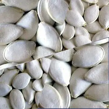 
Snow White Pumpkin Seeds 