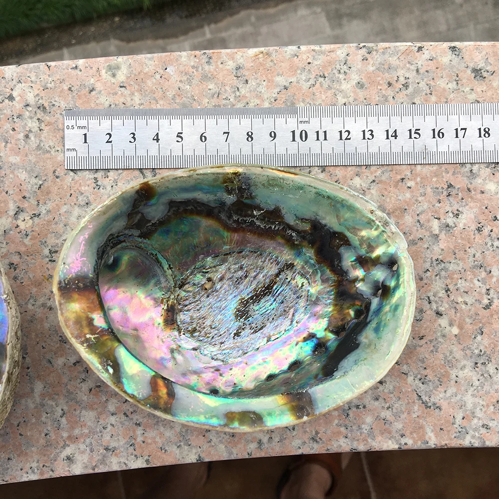 Natural high quality selling colored large abalone polished shells for DIY decoration