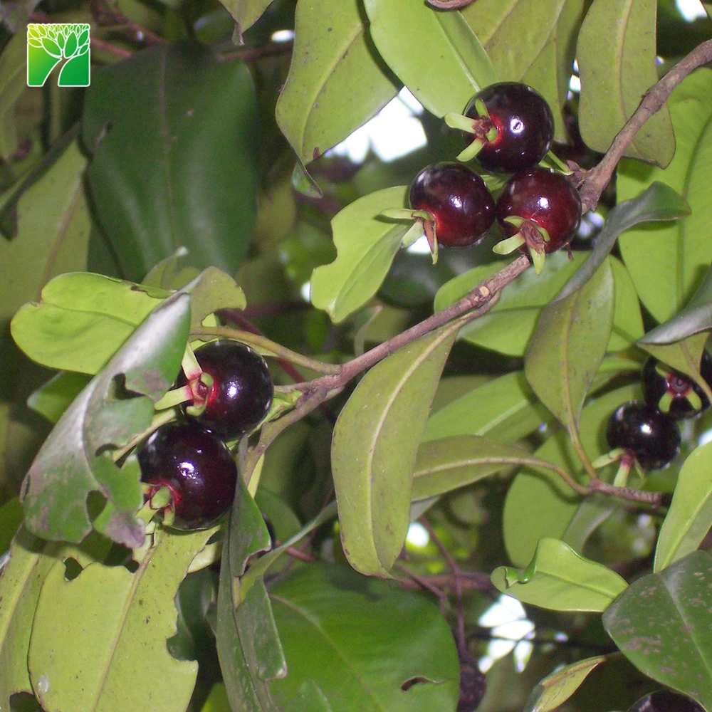 
 Оптовая продажа, саженцы бразильской вишни размером 1,25 см  