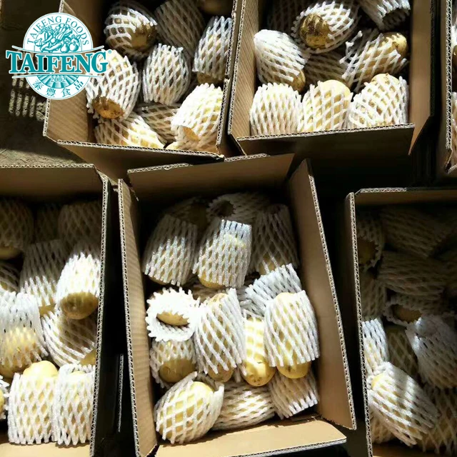 Big size fresh potatoes wholesale