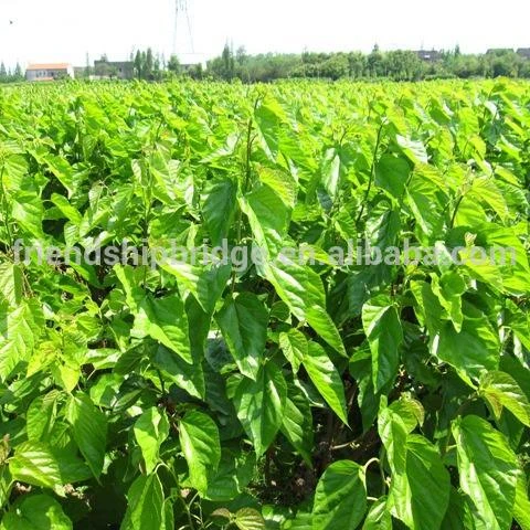 Супер милое фиолетовое Черное длинное дерево тутового дерева