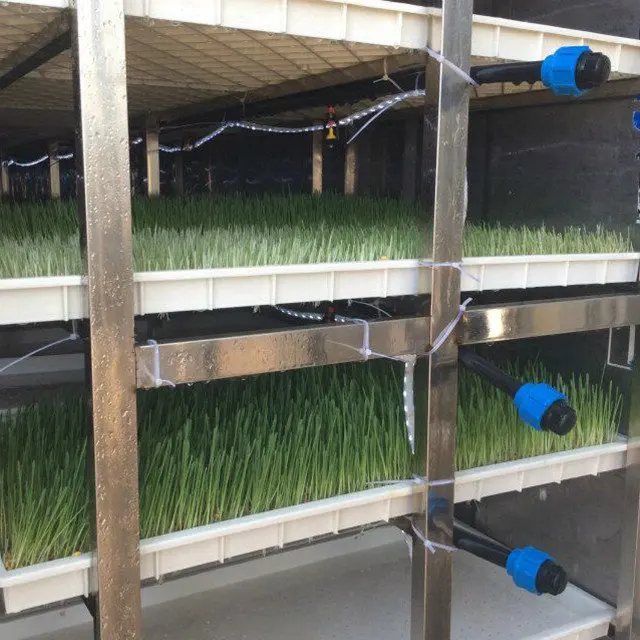 Ячмень кукуруза выращенная гидропонная кормовая система в