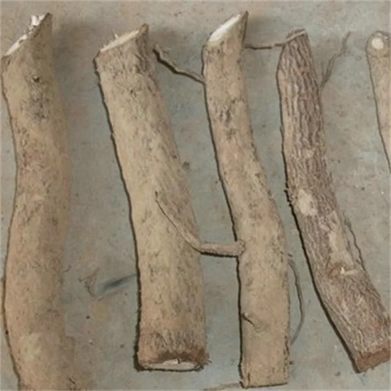 
Pao tong zhong gen cold resistant paulownia hybrid root cutting for planting 