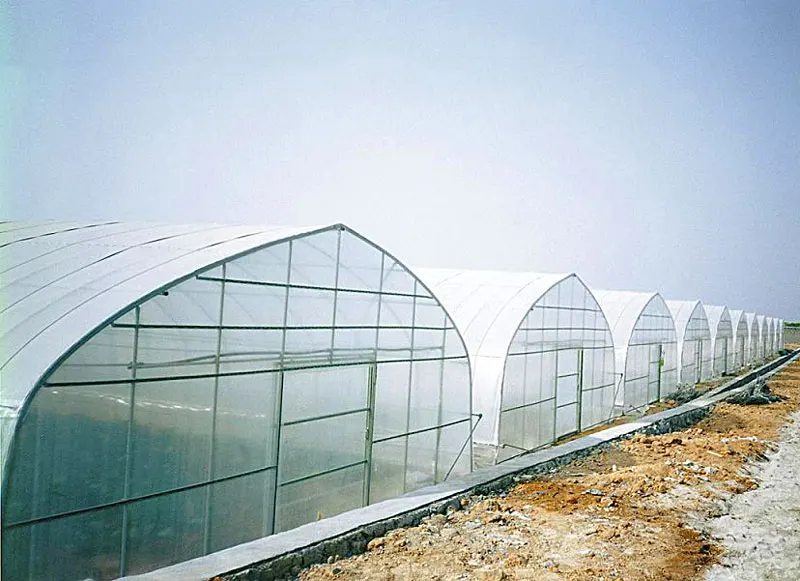
low cost tomato growing tunnel hitech polyhouse greenhouse 