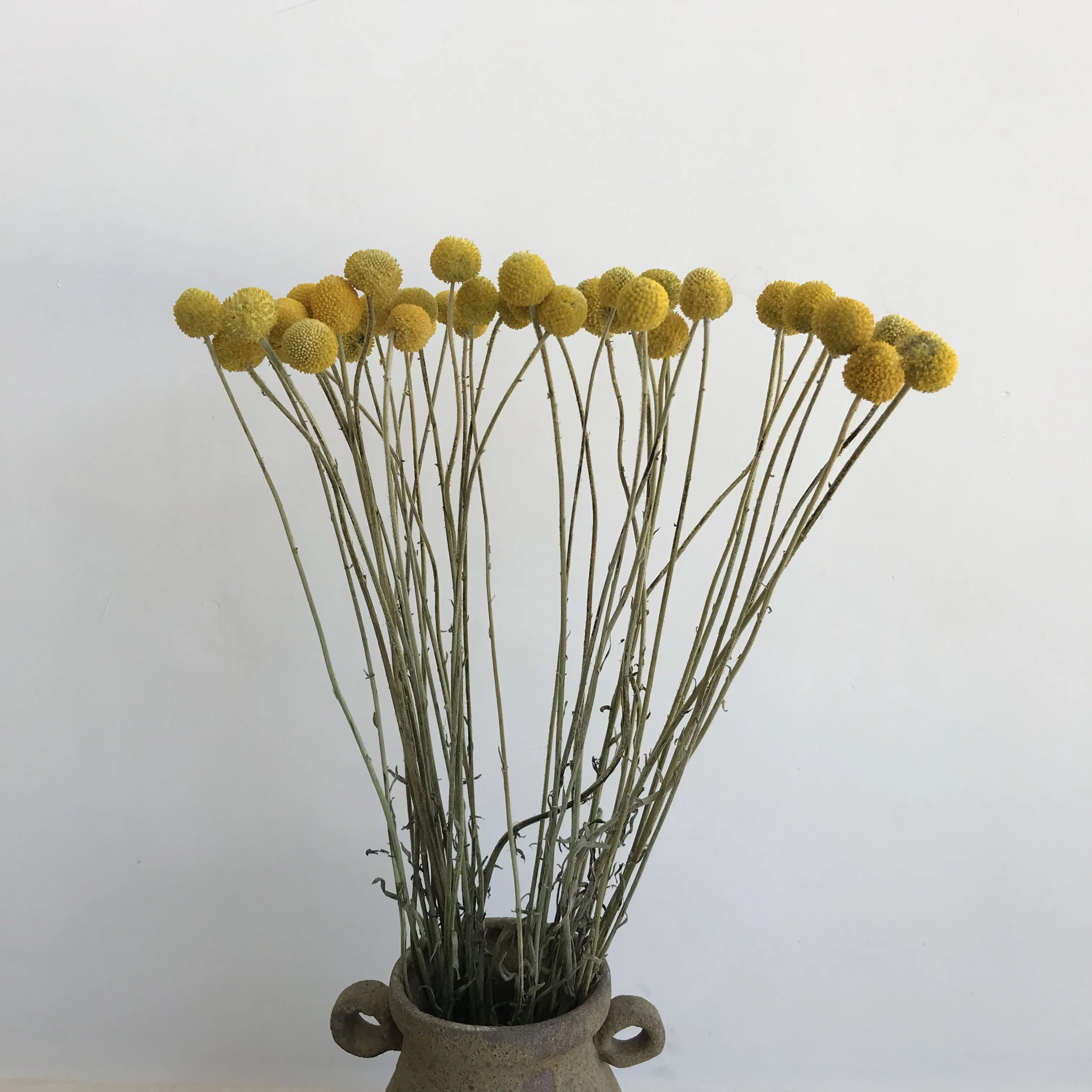 
dried flower collecting dried flower arrangements for walls 