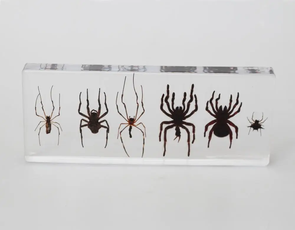 Wholesale 6 Real Spider Preserved Biological Specimens for Education