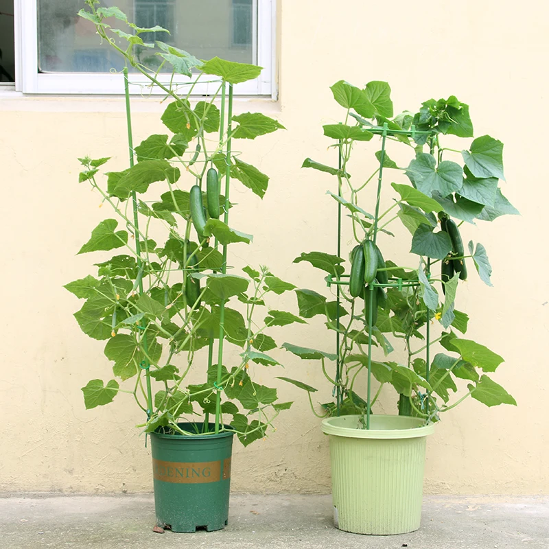 Green tomato ring plant supports for garden