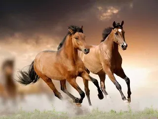 Wholesale of 3D Lenticular Pictures of Horse 5D Lenticular Printing of Animal for House Decor
