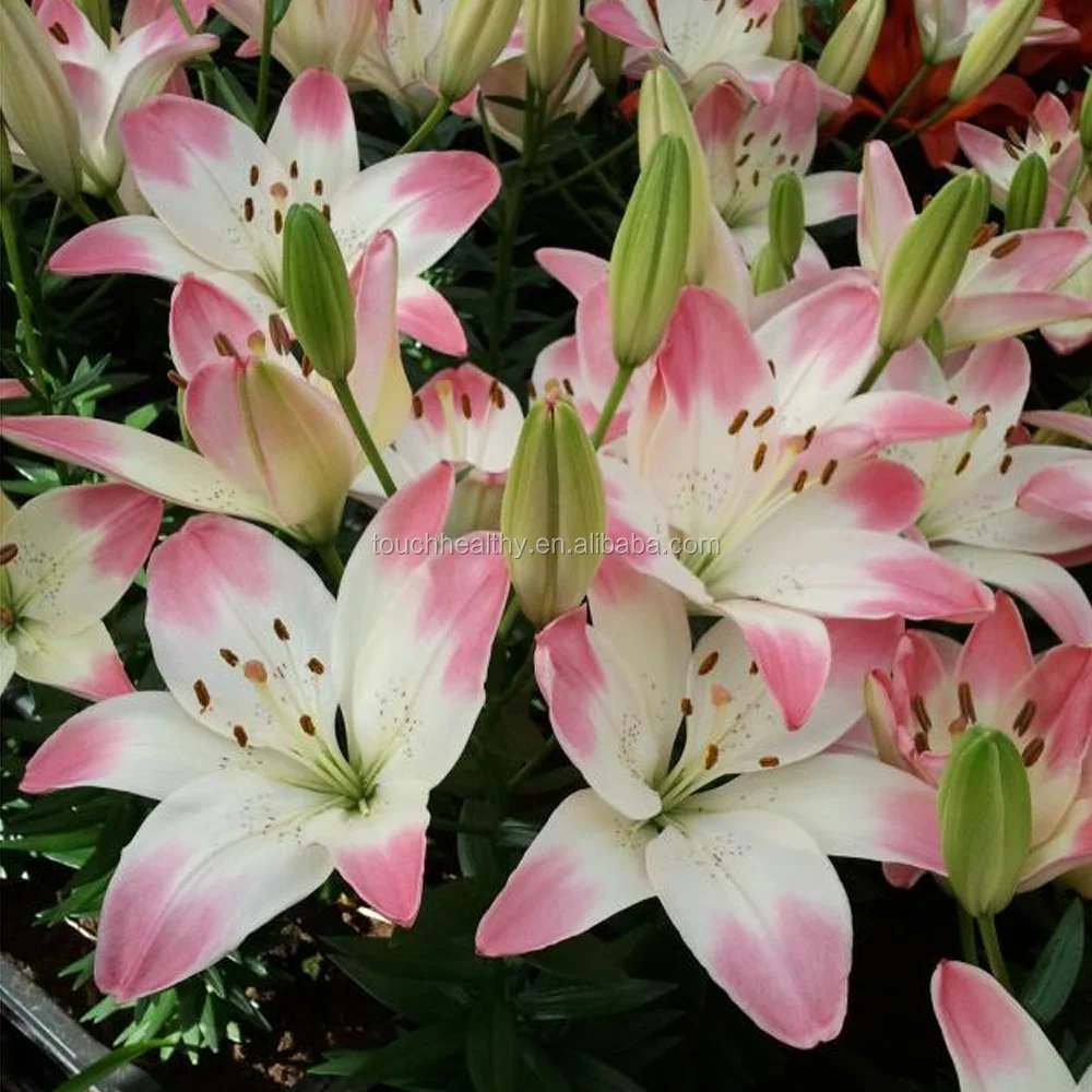 Touchhealthy 109 Тип лампочек лилии для горшечного растения