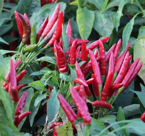 HP17 Zilu очень горячий, F1 Гибридный горячий перец/семена Чили в овощных семенах