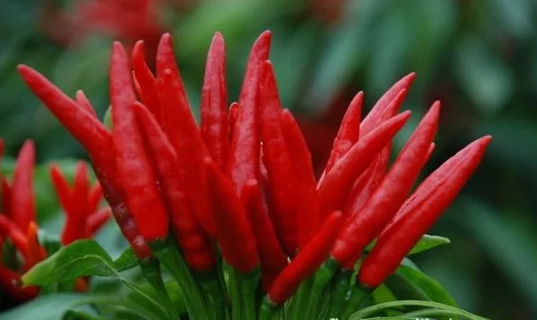 Созвездия Асахи перца для взрослых SUMMER F1