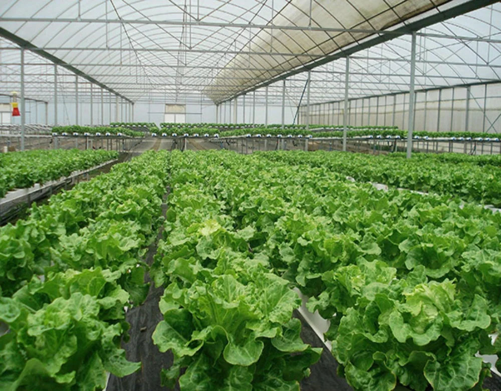 Low Factory Price Single-Span Tunnel  Plastic  Film Greenhouse for Hydroponics and Fruit Planting