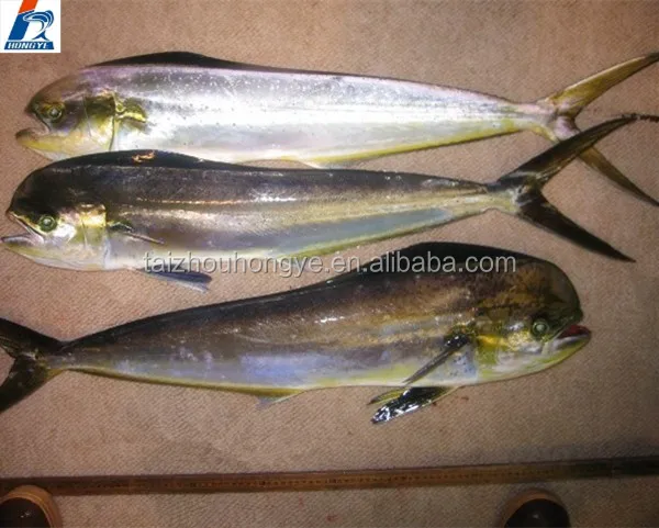 Good Price Frozen mahi mahi fillet/Portion/ Steak for good sale